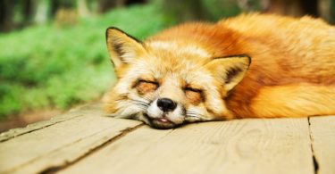Lišky spávají bez problémů na denním světle, protože před svítáním jsou zaměstnány lovem. Vám doporučujeme před svítáním spíše spát.