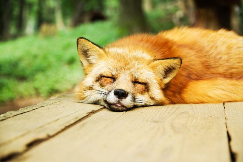 Lišky spávají bez problémů na denním světle, protože před svítáním jsou zaměstnány lovem. Vám doporučujeme před svítáním spíše spát.